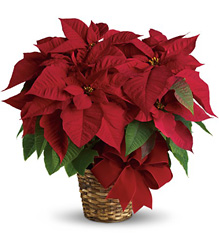 Red Poinsettia from Beecher Florist, flower delivery in Beecher